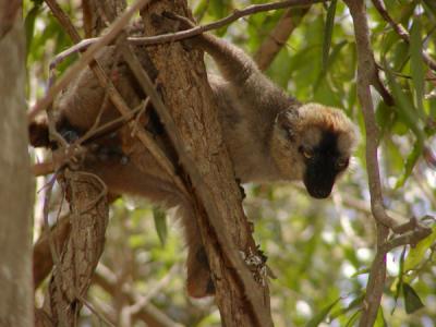 g3/12/30912/3/54308072.redfrontedbrownlemur3.jpg