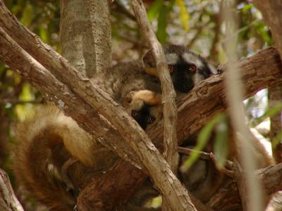 g3/12/30912/3/54308186.redfrontedbrownlemur5.jpg