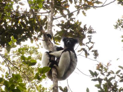 indri4.jpg