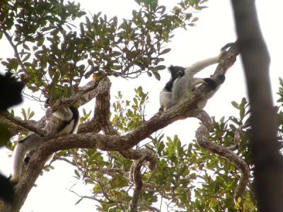indri6.jpg