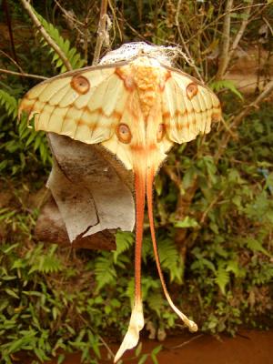 Insects