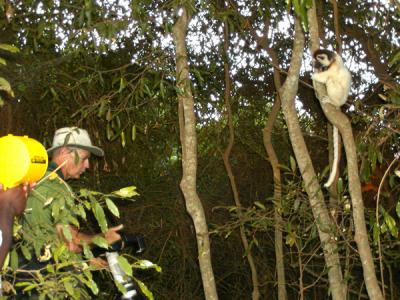 Verreaux (Dancing) Sifaka