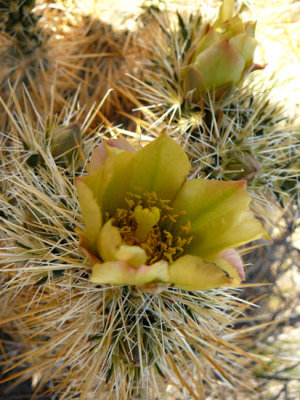 P1020600 pbase.jpg