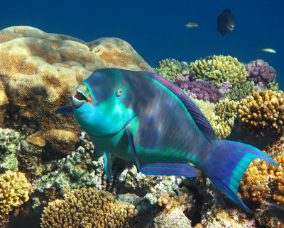 Red Sea Steepheaded Parrotfish