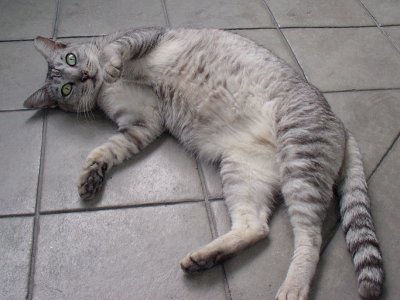 'Labu' - another stray, trying to charm her way into our home.