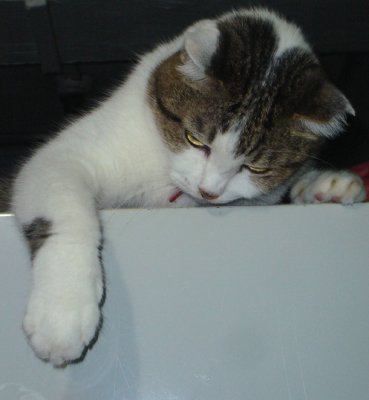 g3/12/372012/3/124820880.htQ3MjZG.jpg