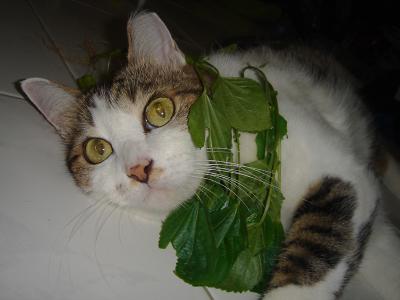 love them catnip!