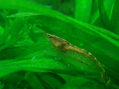 malayan shrimp