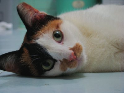 Milly - rescued from Millenia Walk