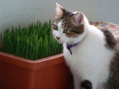 eating them wheat grass