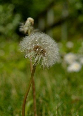 IMGP2897-1w.jpg