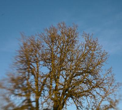 g3/12/398112/3/55801636.Trees_2006_001_WEB.jpg