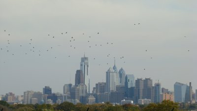 birdsskyline.JPG