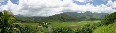 Taro Fields of Kauai
