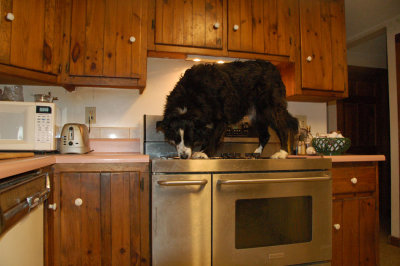 My Dogs Do A Little Housekeeping
