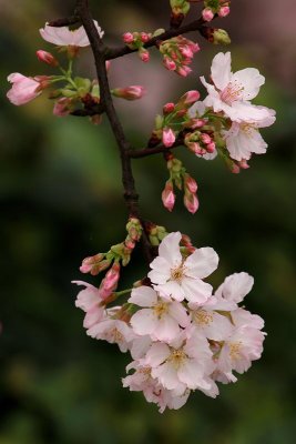 IMG_0695-1b.jpg