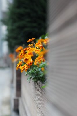 unknow_flower