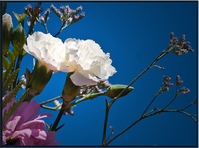 white carnation.jpg