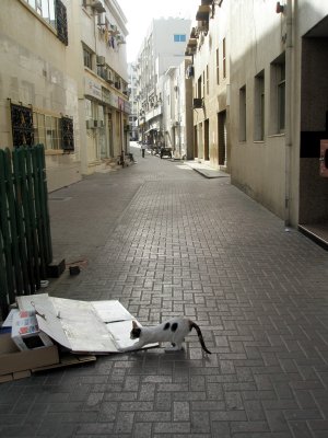 Alley cat in Al-Raffa