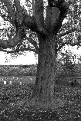 Cemetery