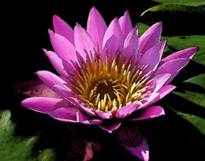 g3/12/459212/3/58505781.Lilly1.jpg