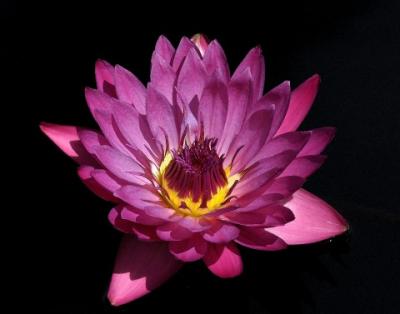 g3/12/459212/3/58505784.Lilly3.jpg