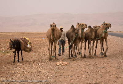 109Camels for photos.jpg