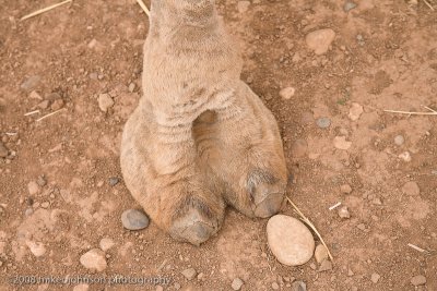 115Camel Foot.jpg