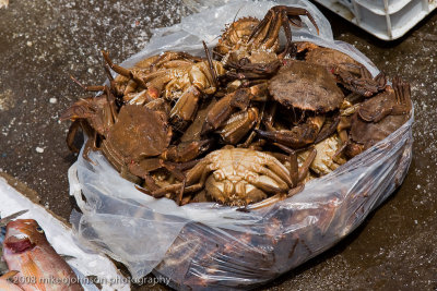 117Bag of Crabs.jpg