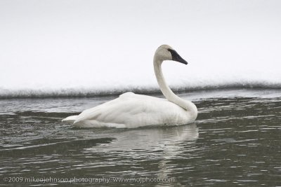 024-Trumpeter Swan