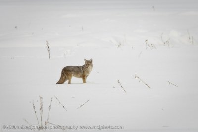 028-Coyote