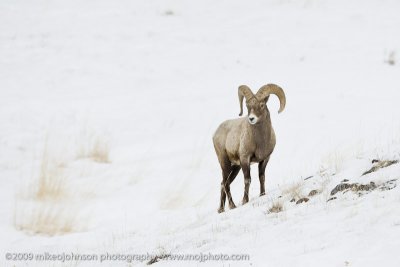 041-Big Horn Sheep