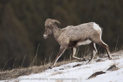 044-Young Big Horn Sheep on Ridge
