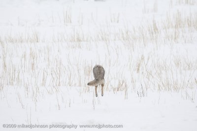 057-Coyote Jumps for Vole