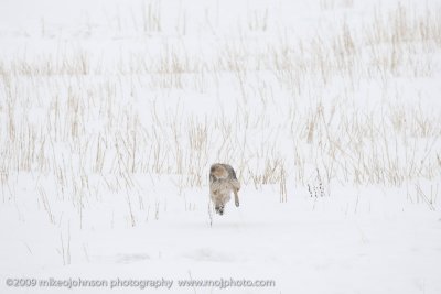 059-Coyote Jumps for Vole