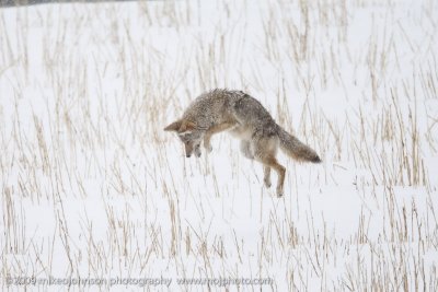064-Coyote Jumps for Vole