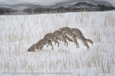 066-Coyote Jumps for Vole Composite