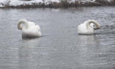 068-Trumpeter Swans in Snow