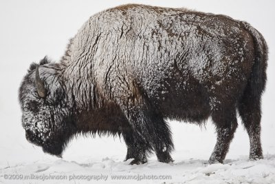 071-Snow Crusted Bison
