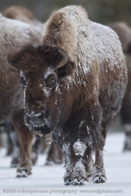 075-Bison with Icy Beard