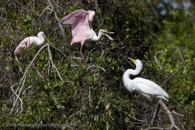 002-Contesting for Nest Space