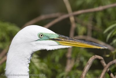 004-Egret Head Shot