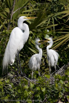 010-Egret Family