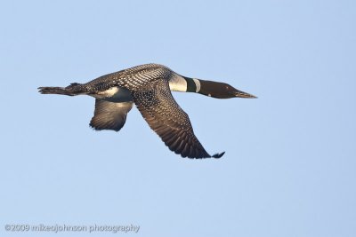 005-Loon in Flight