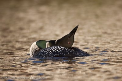 007-Loon in Repose