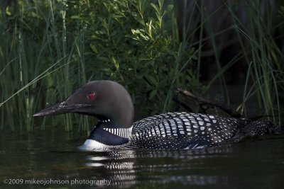 024-Loon in the Grass