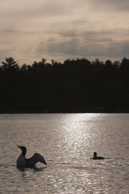 028-Loons at Sunset