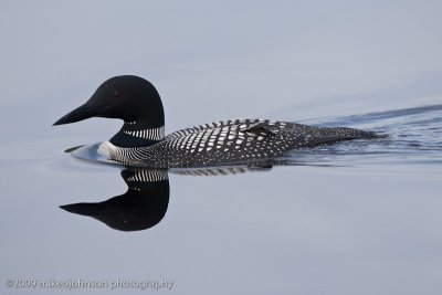030-Loon Reflection