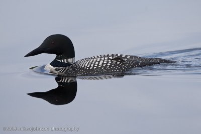 030-Loon Reflection