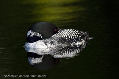 032-Loon at Rest